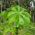 Cecropia obtusa Ліст