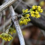 Cornus mas Kvet