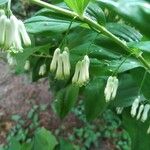 Polygonatum multiflorumFlower