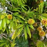 Cojoba arborea Flower