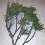 Pinus nigraᱥᱟᱠᱟᱢ