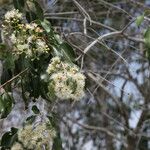 Syzygium guineense Flor