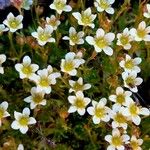 Saxifraga exarata 花