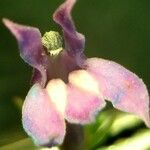 Lobelia urens Flower