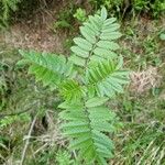 Sorbus aucupariaLiść