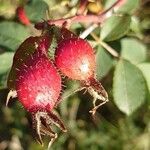 Rosa villosa Fruit