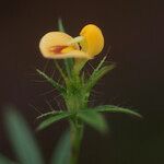 Stylosanthes guianensis 花