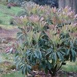 Rhododendron grande Yeri