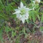 Monarda citriodora Folha