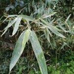 Phyllostachys viridis 葉