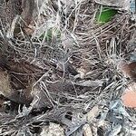 Phoenix canariensis Casca