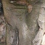 Cydonia oblonga Kabuk
