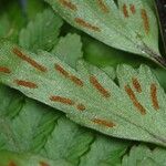 Austrogramme decipiens Leaf