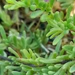 Calibrachoa parviflora Leaf