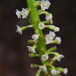 Phreatia micrantha फूल