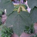 Acer pseudoplatanus Yaprak