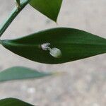 Ruscus aculeatus List