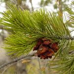 Pinus cembroides Плод