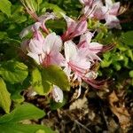 Rhododendron periclymenoides 花