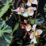 Begonia cleopatrae Blomst