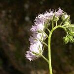 Phacelia purshii Flower