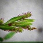 Zornia latifolia Froito