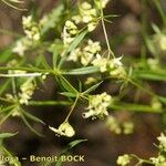 Galium obliquum Other