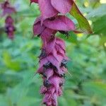 Leycesteria formosaFlor