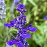 Salvia farinaceaKwiat