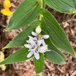 Tricyrtis hirta Leaf