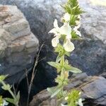 Stachys spinulosa Žiedas