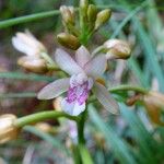 Eulophia maculata Kwiat