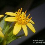 Trixis inula Flower