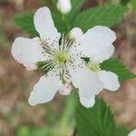 Rubus argutusFlower