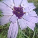 Catananche caeruleaFlower