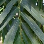 Bambusa vulgaris List