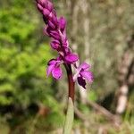 Orchis mascula Цвят