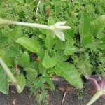 Nicotiana quadrivalvis Fulla