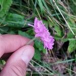 Knautia longifolia