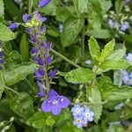 Veronica teucrium Habitus