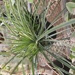 Puya mirabilis Leaf