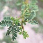 Acacia raddiana Lapas