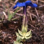 Gentiana terglouensis Hábitos