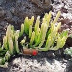 Stapelia grandiflora Leaf