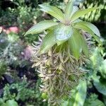 Eucomis autumnalis Plod