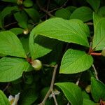 Stewartia pseudocamellia Folla