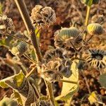 Abutilon pannosum Fruit