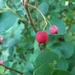 Cotoneaster multiflorus Gyümölcs