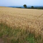 Triticum aestivum Habitus