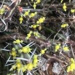 Euphorbia graciliramea 花